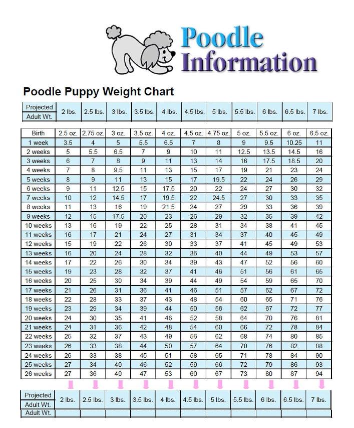 Mini Poodle Growth Chart